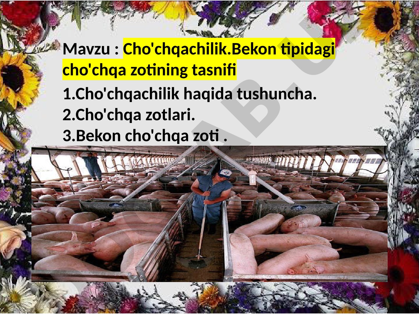 Cho'chqachilik. Bekon tipidagi cho'chqa zotining tasnifi