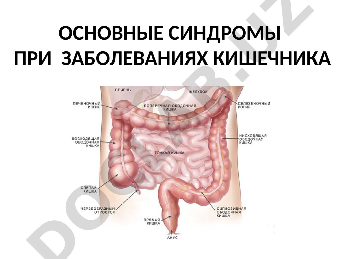 Основные синдромы при заболеваниях кишечника