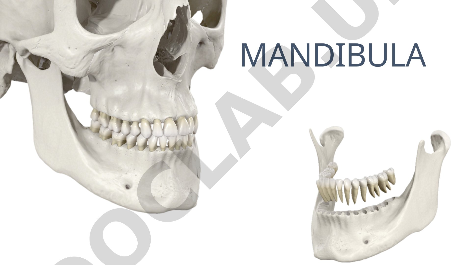 Mandibula anatomiyasi