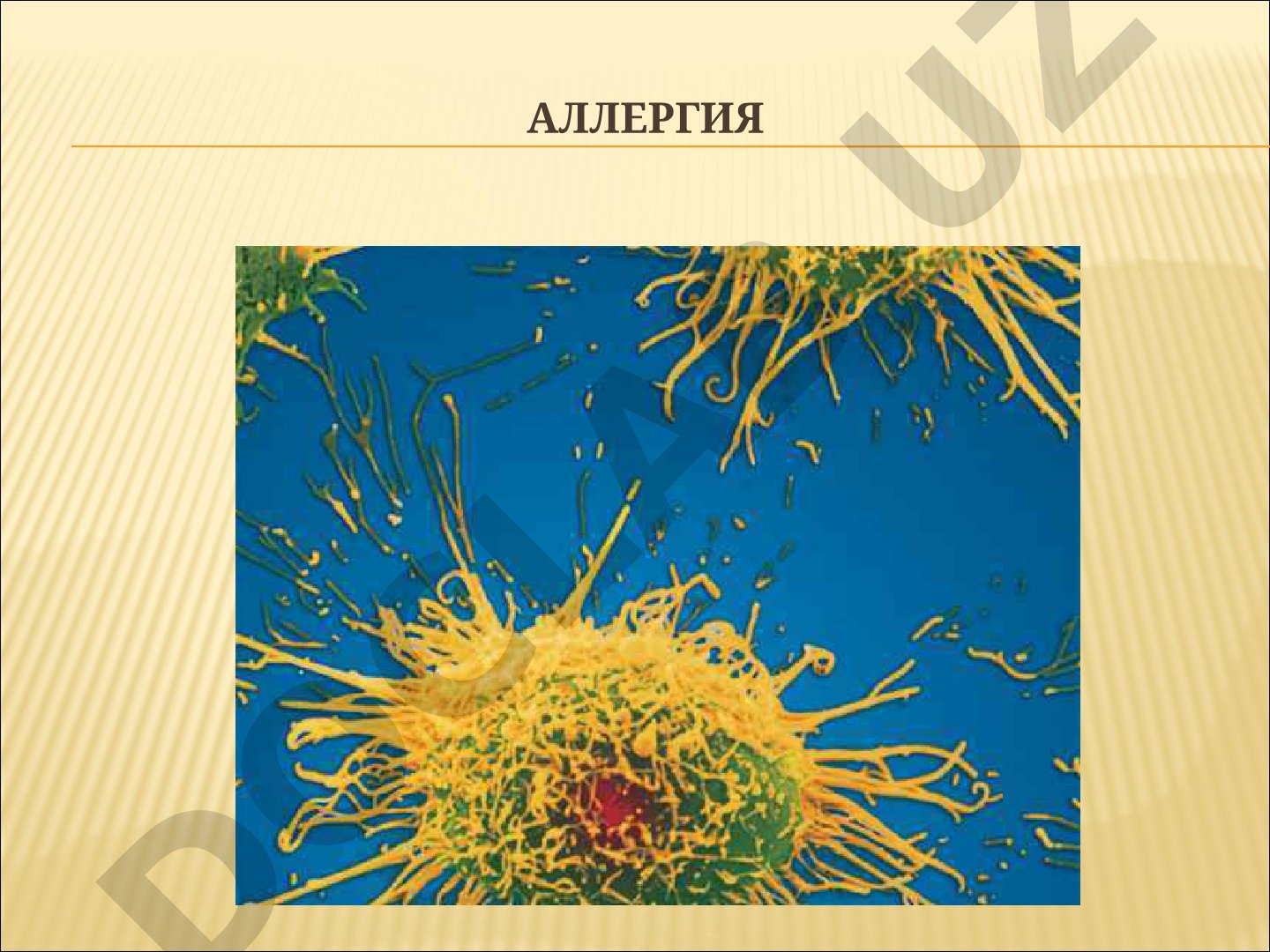 Аллергия и аллергические реакции