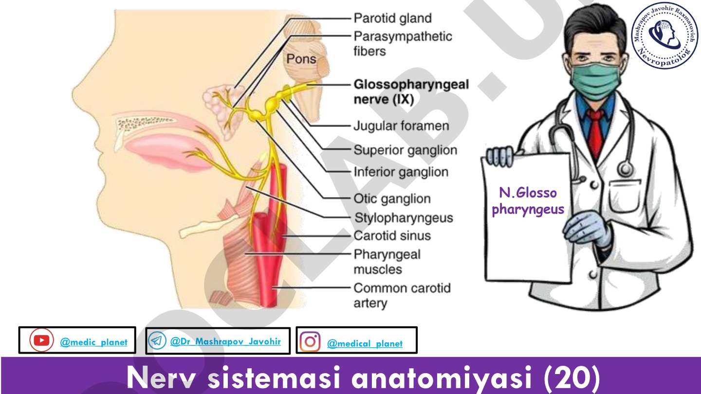 Nerv sistemasi anatomiyasi: Glossofaringeal nerv va boshqa kranial nervlar