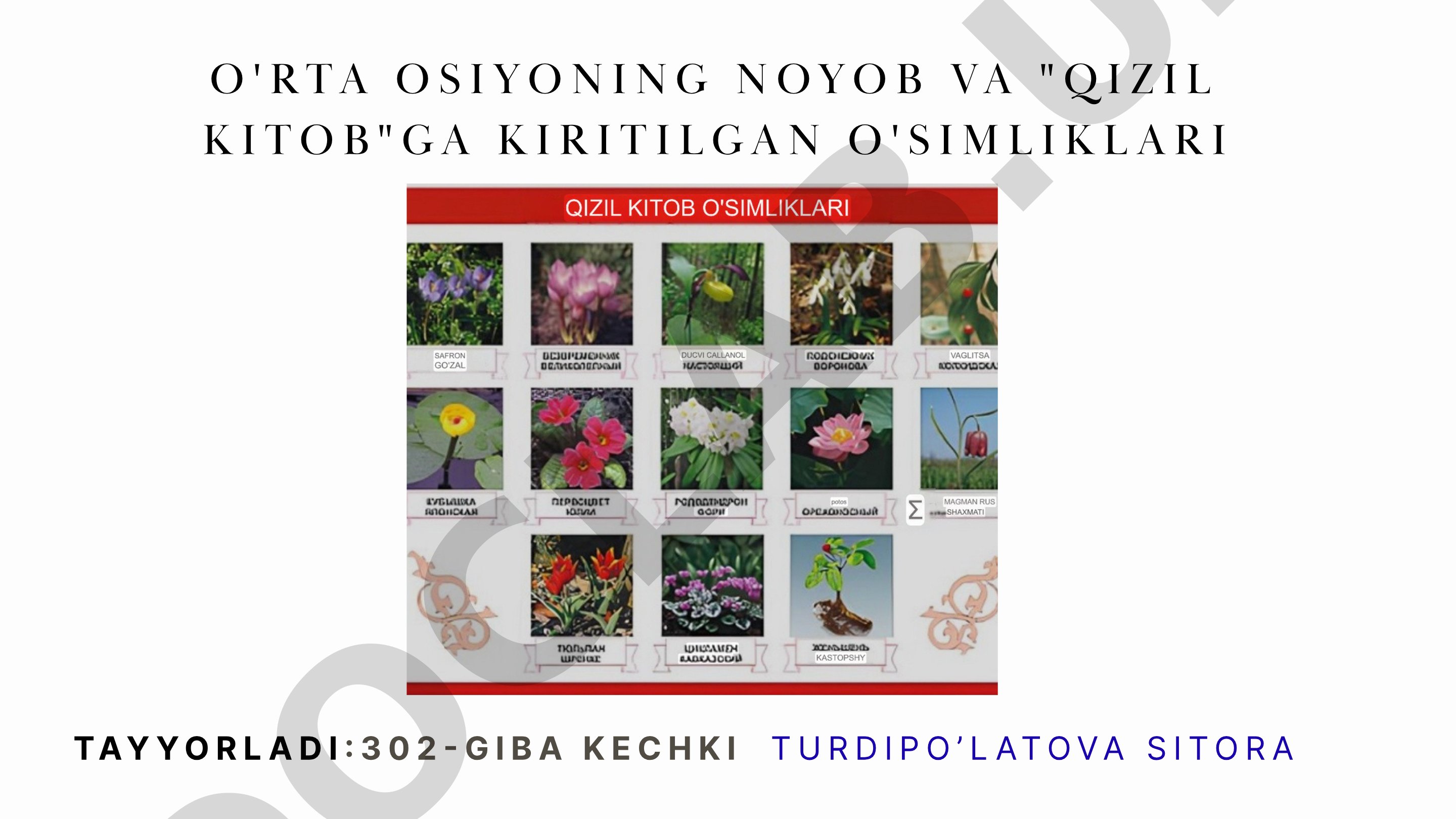O’rta Osiyoning qizil kitobga kiritilgan o’simlik turlari
