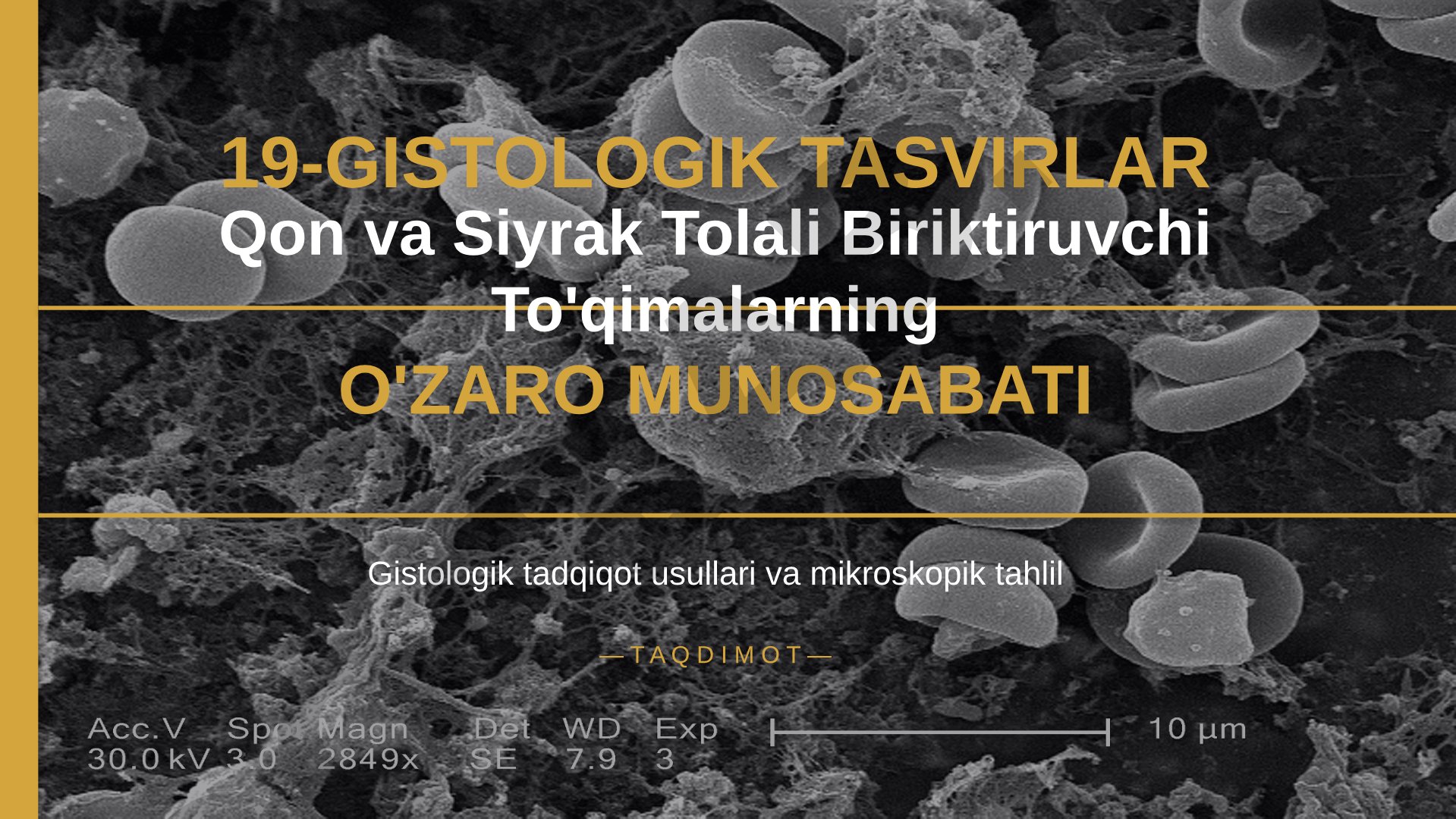Qon va siyrak tolali biriktiruvchi to'qimalarning o'zaro munosabati