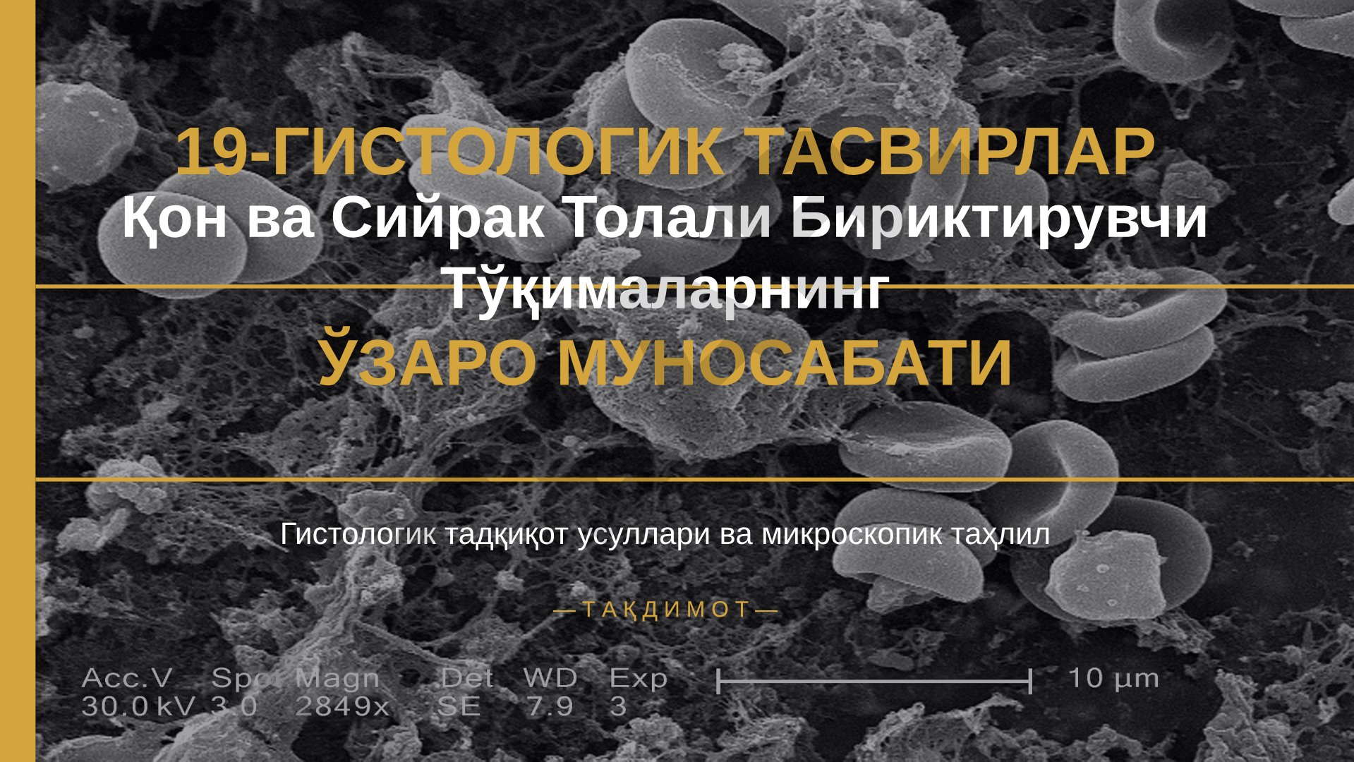 Гистологик тасвирлар: Қон ва Сийрак Толали Бириктирувчи Тўқималарнинг ЎЗАРО МУНОСАБАТИ