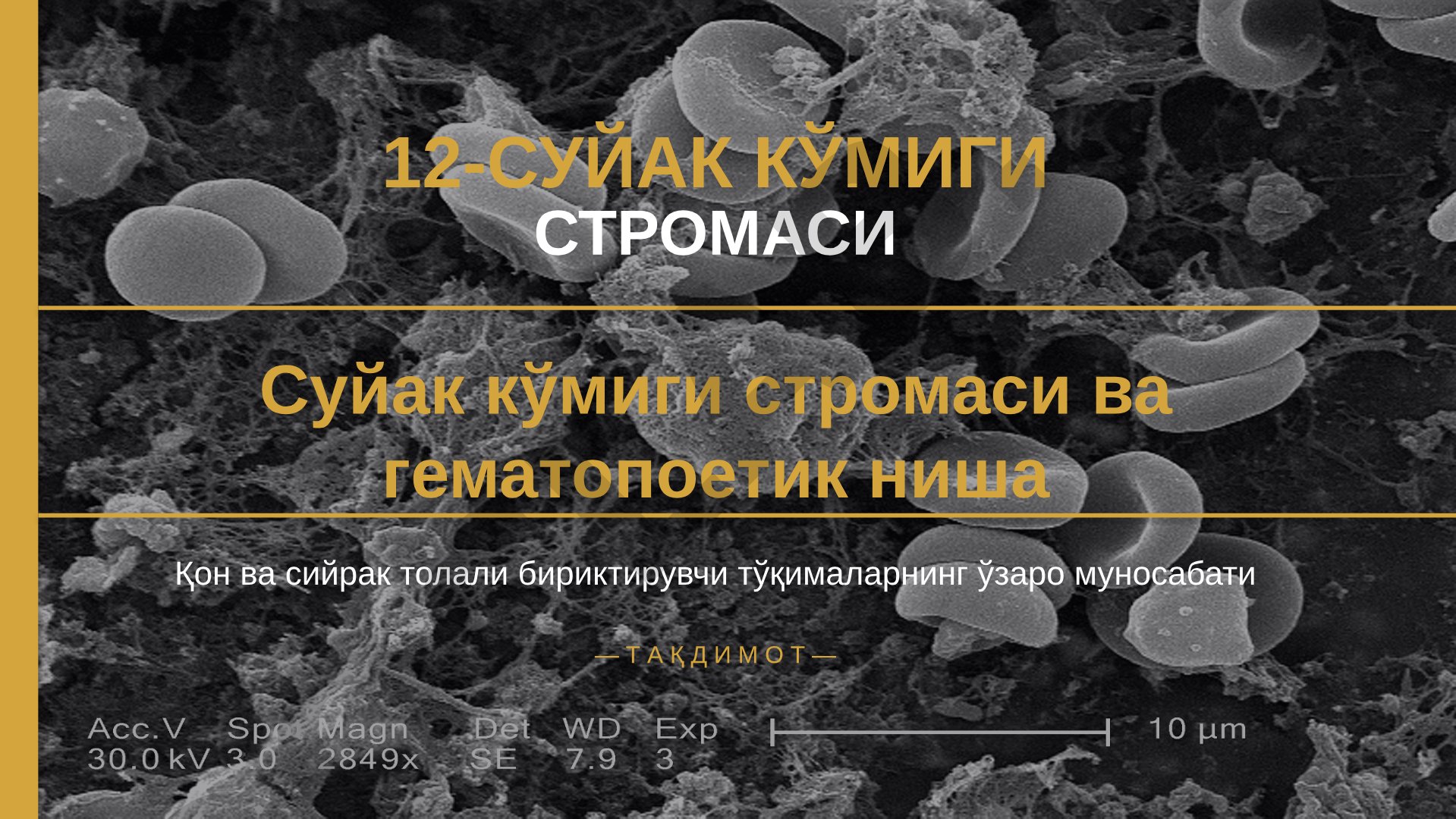 Суяк кўмиги стромаси ва гематопоетик ниша