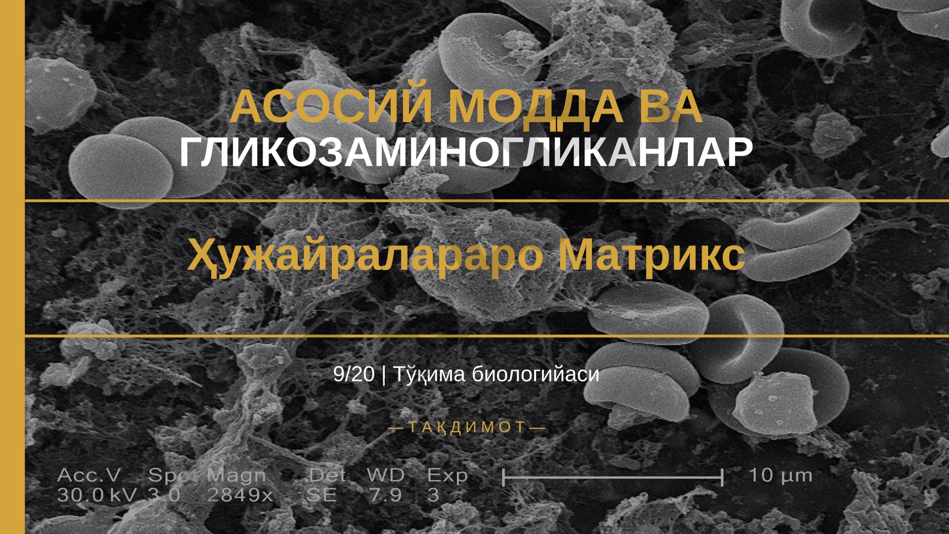 Асосий модда ва гликозаминогликанлар