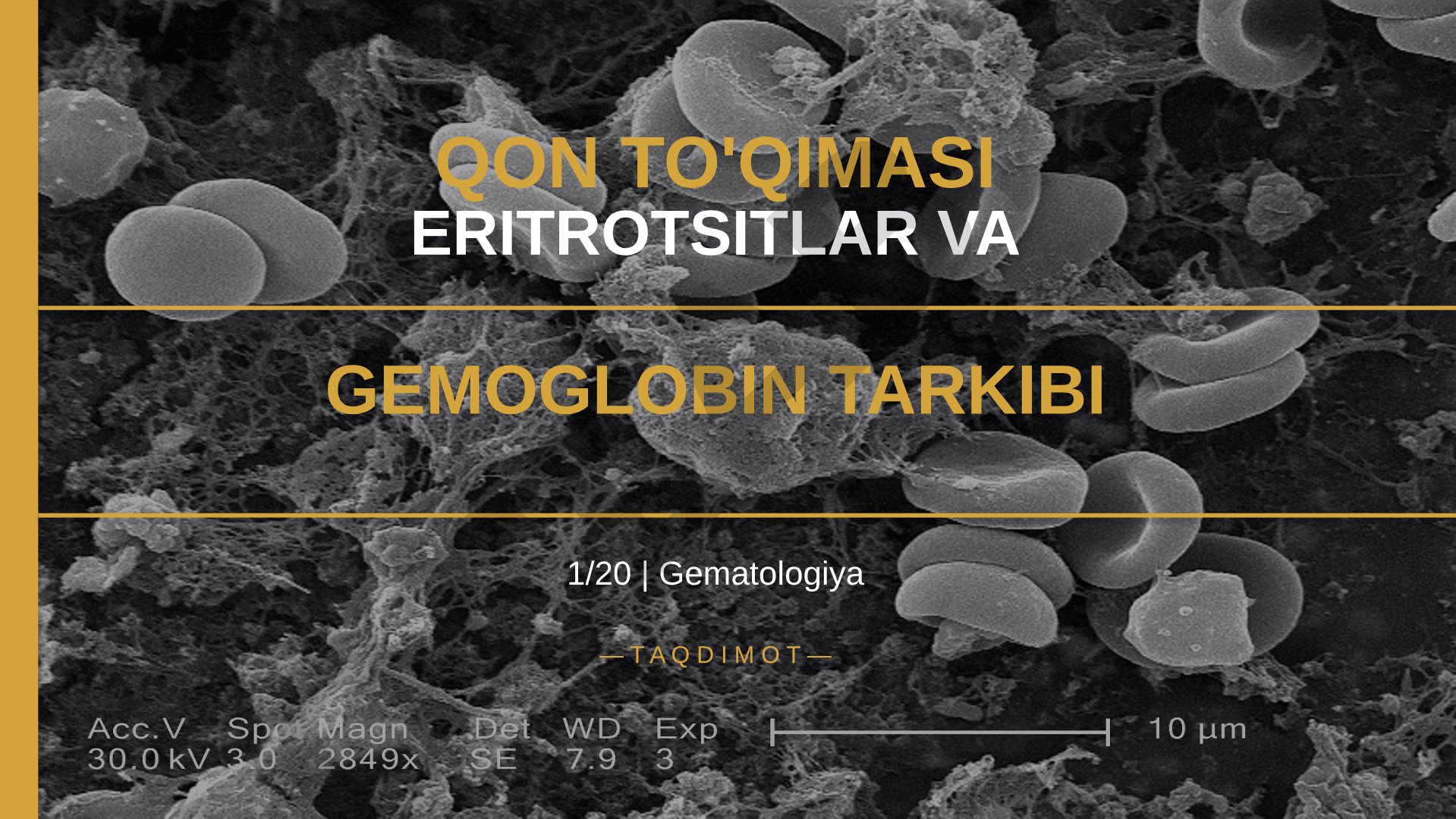 Qon to'qimasi eritrotsitlar va gemoglobin tarkibi