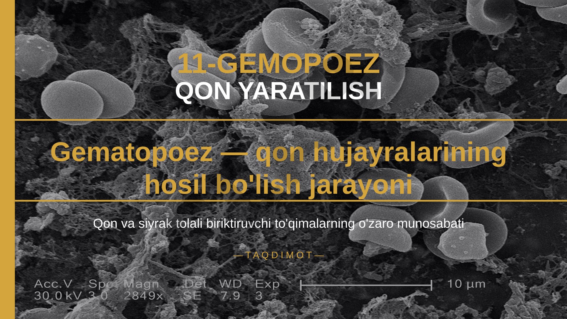 Gemopoez qon yaratilish jarayoni
