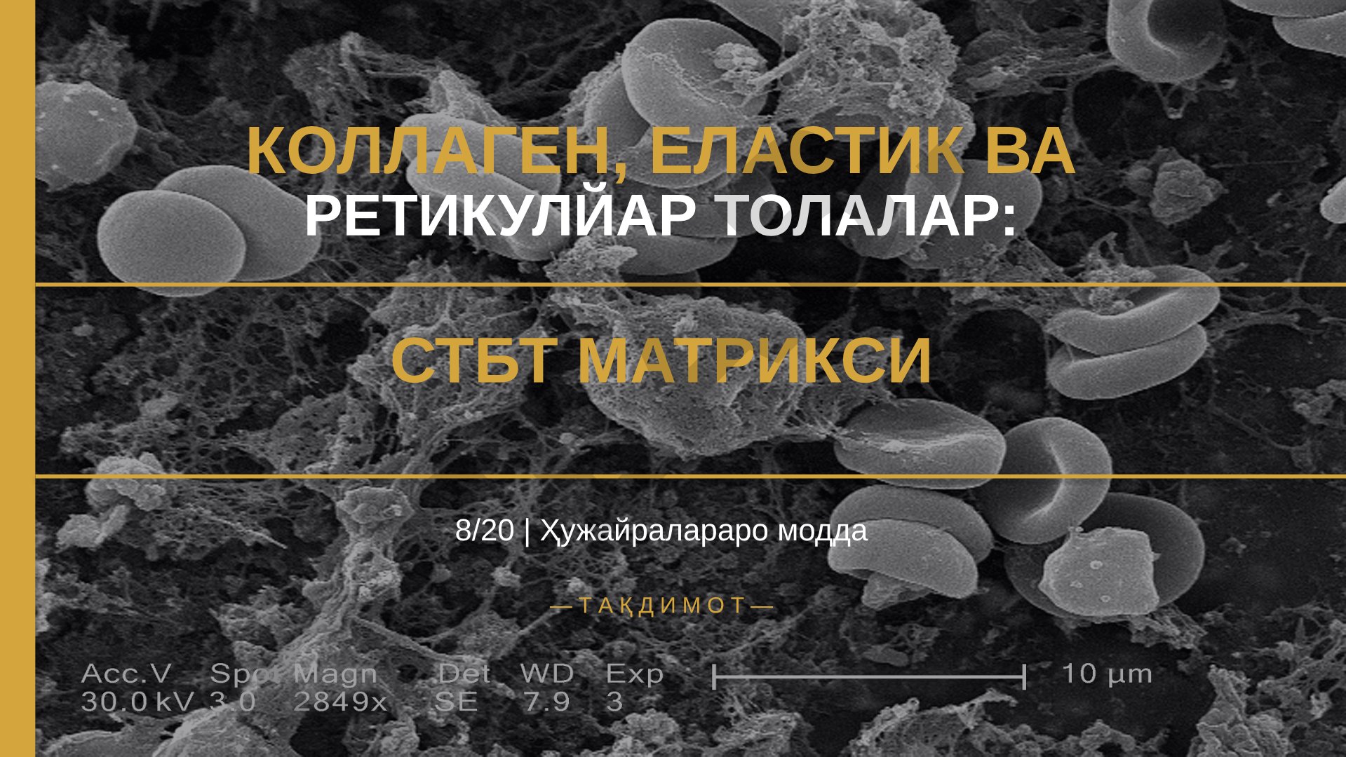 Коллаген, эластик ва ретикуляр толалар: СТБТ матрикси