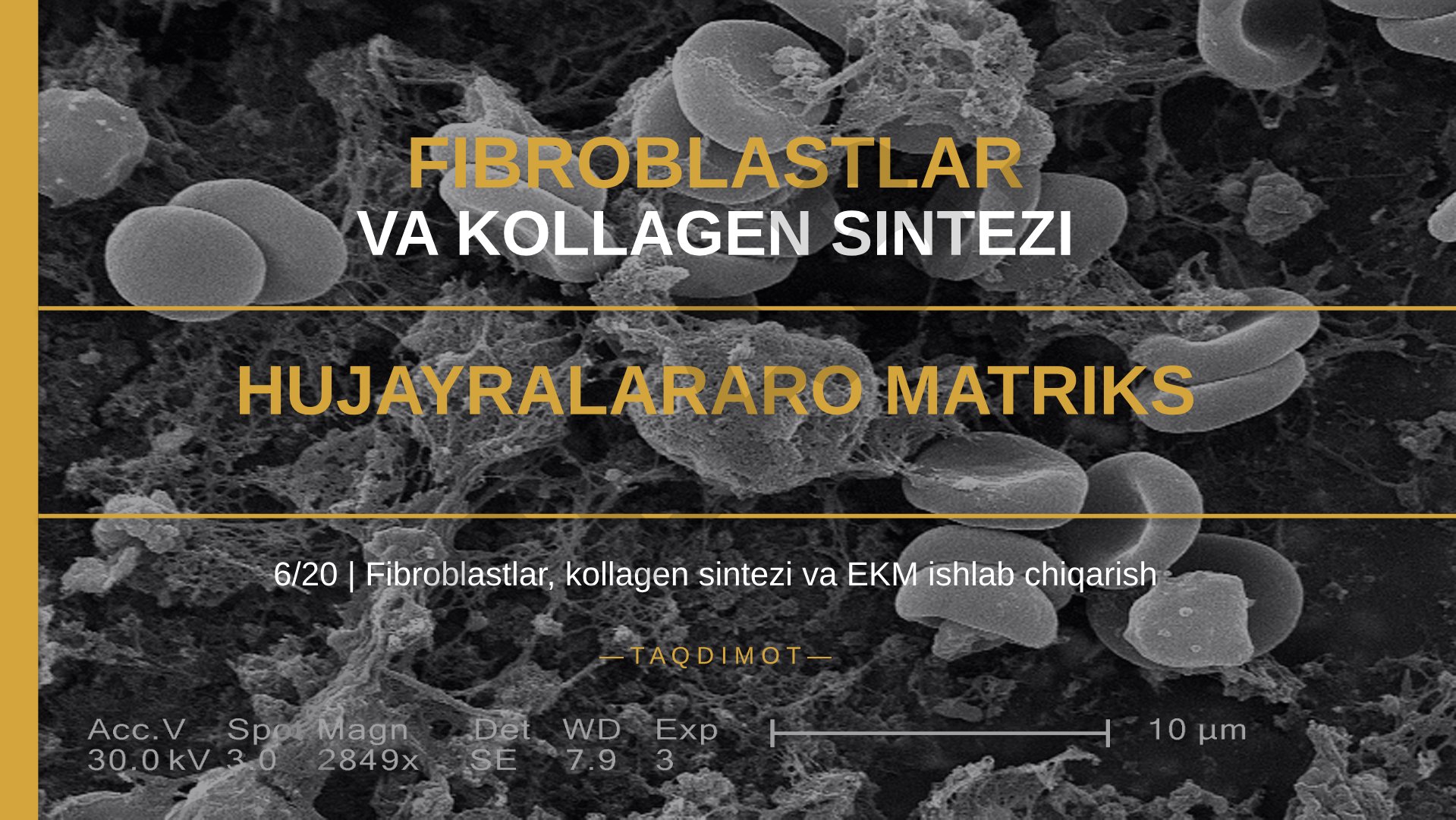 Fibroblastlar va kollagen sintezi hujayralararo matriks