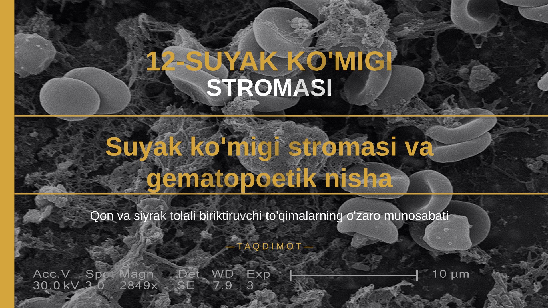 Suyak ko'migi stromasi va gematopoetik nisha