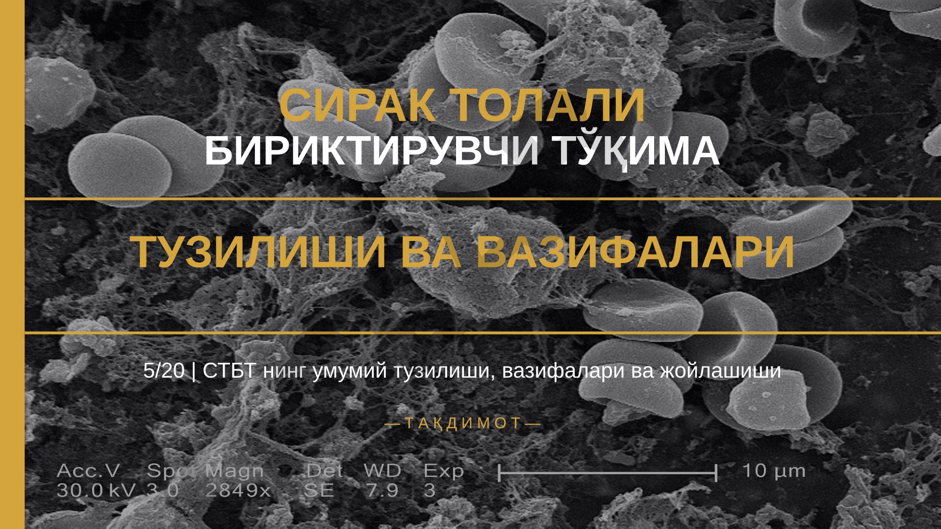 Сирак толади бириктирувчи тўқима тузилиши ва вазифалари