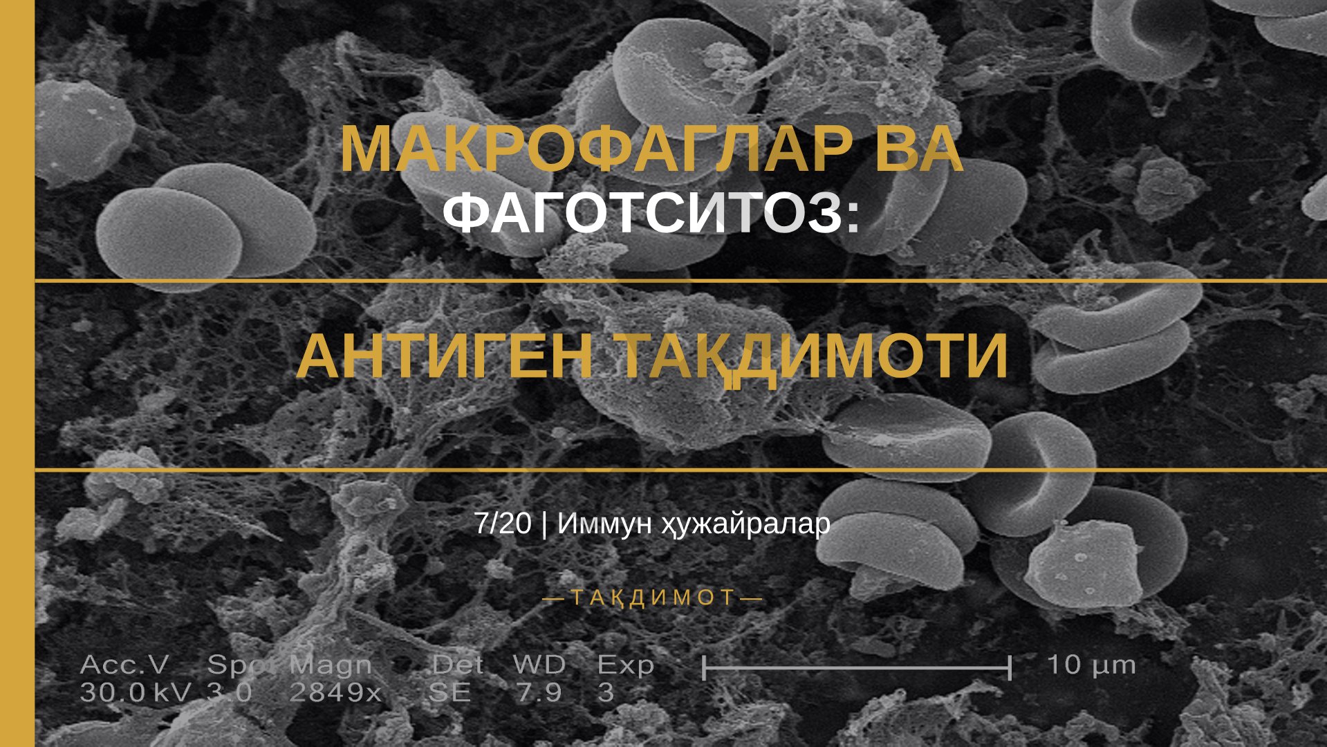 Макрофаглар ва фагоцитоз: антиген тақдимоти