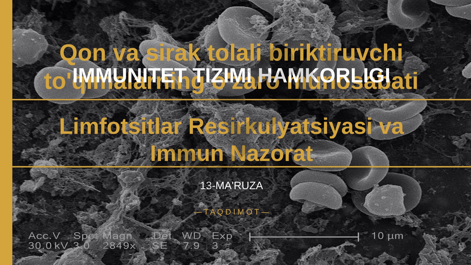 Immun tizimi va qon/sirak tolali biriktiruvchi to'qimalarning o'zaro munosabati