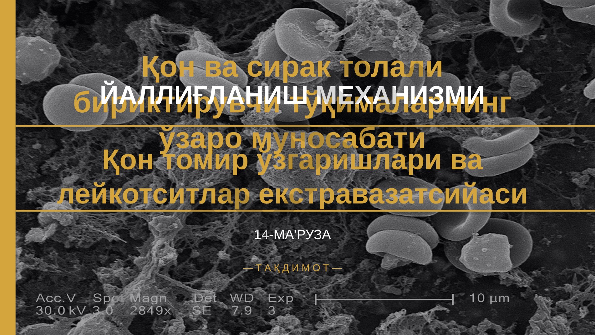 Қон ва сирак толали бириктирувчи тўқималарнинг ўзаро муносабати яллиғланиш механизми