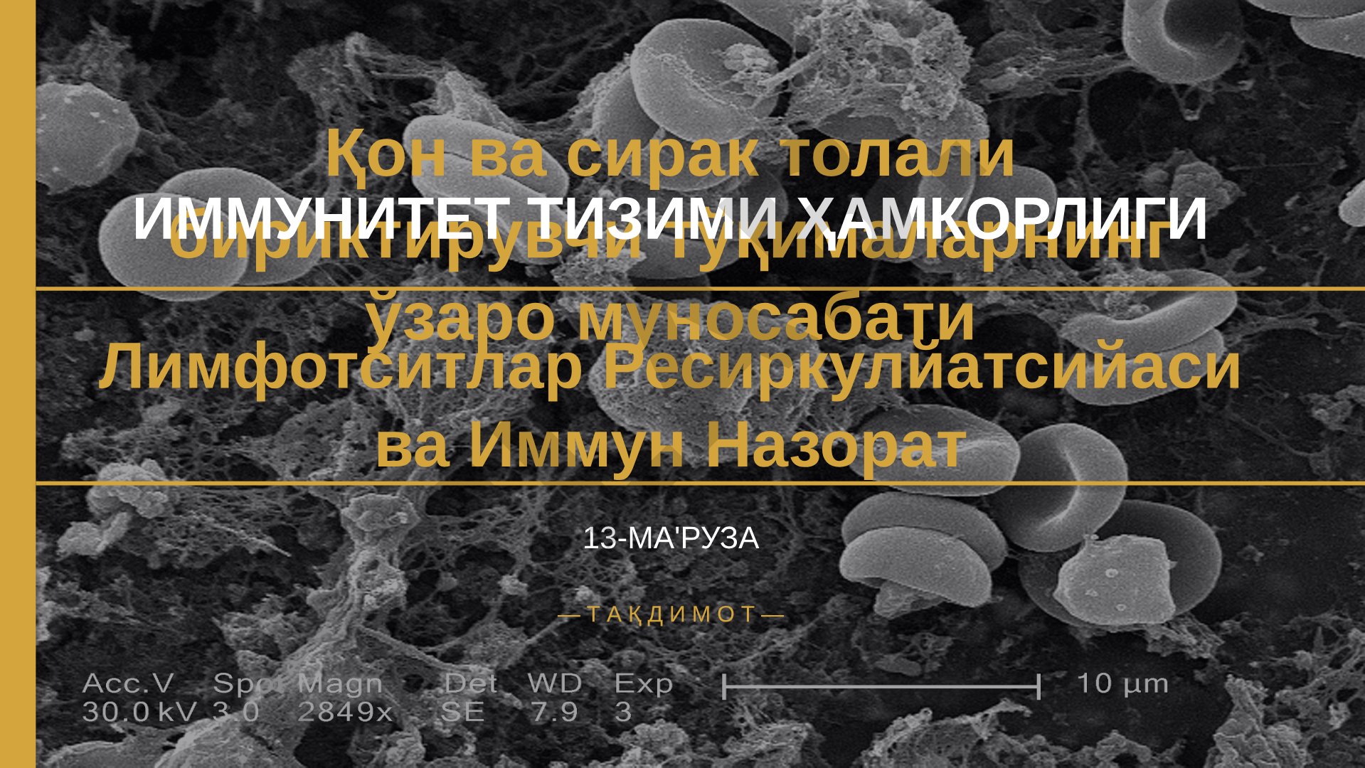 Қон ва сирак толали бириктирувчи тўқималарнинг ўзаро муносабати