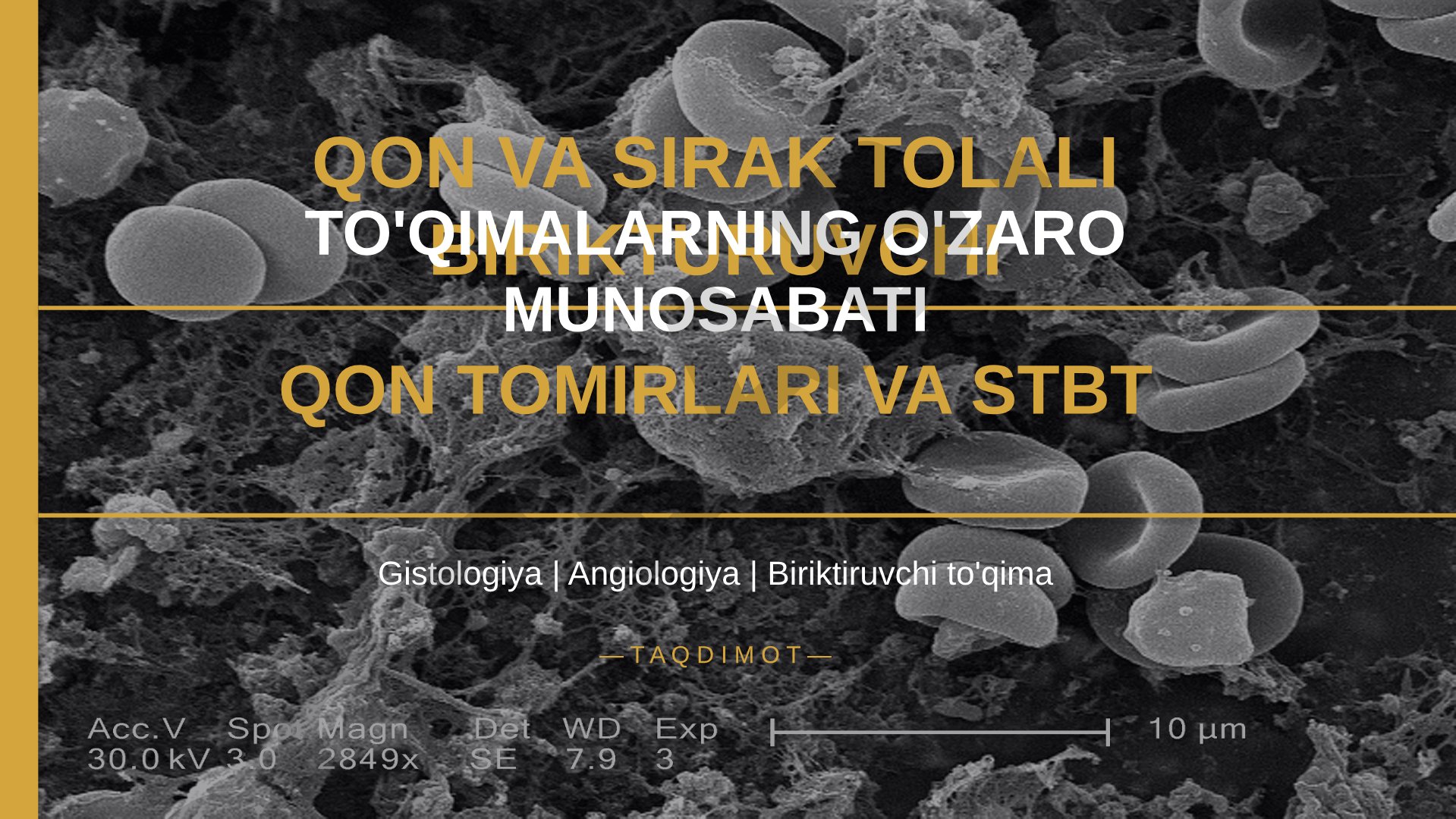 Qon va sirak tolali biriktiruvchi to'qimalarning o'zaro munosabati qon tomirlari va STBT