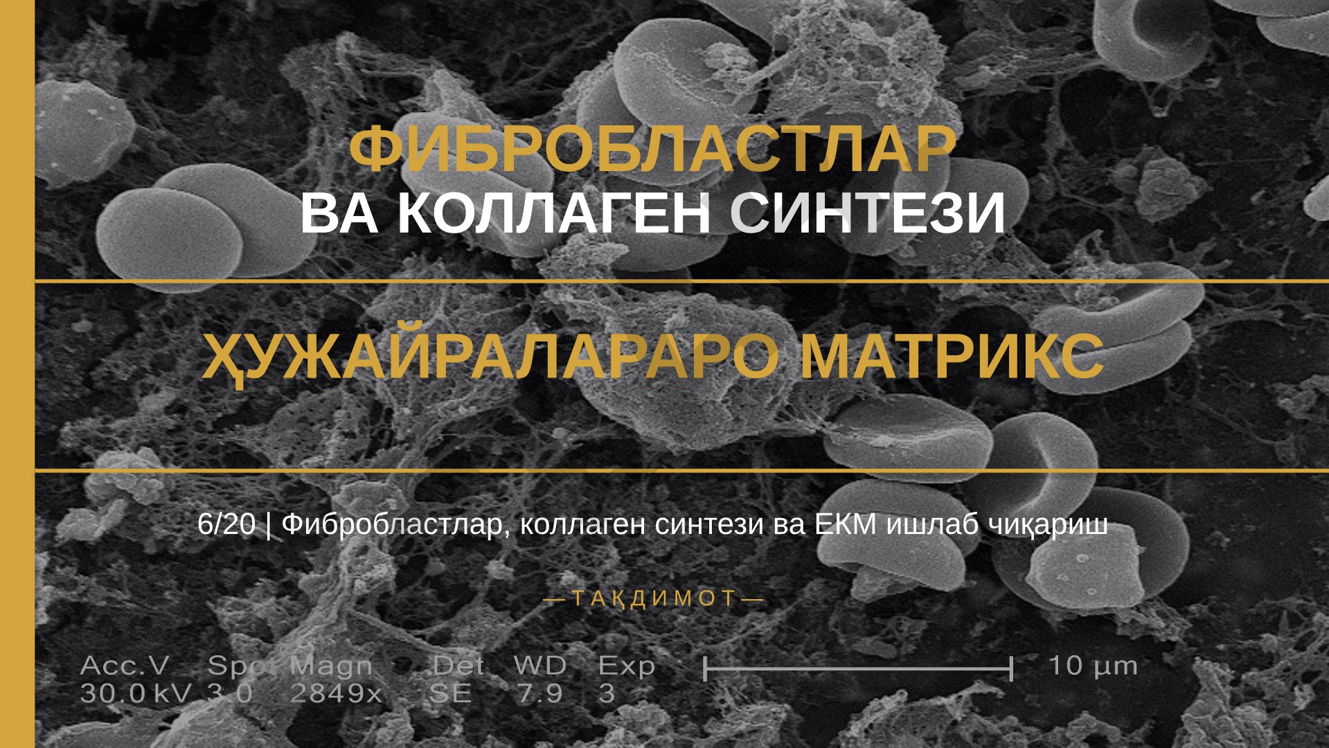 Фибробластлар ва коллаген синтези ҳужайралараро матрикс