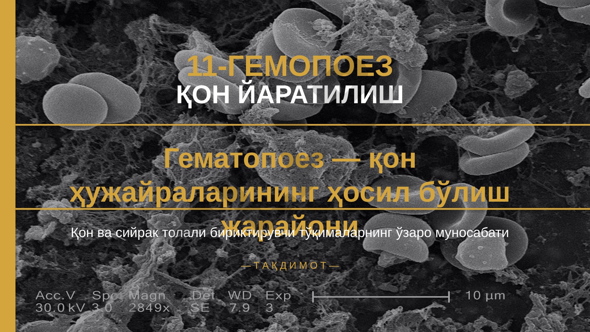 Гемопоэз — қон ҳужайраларининг ҳосил бўлиш жарайони