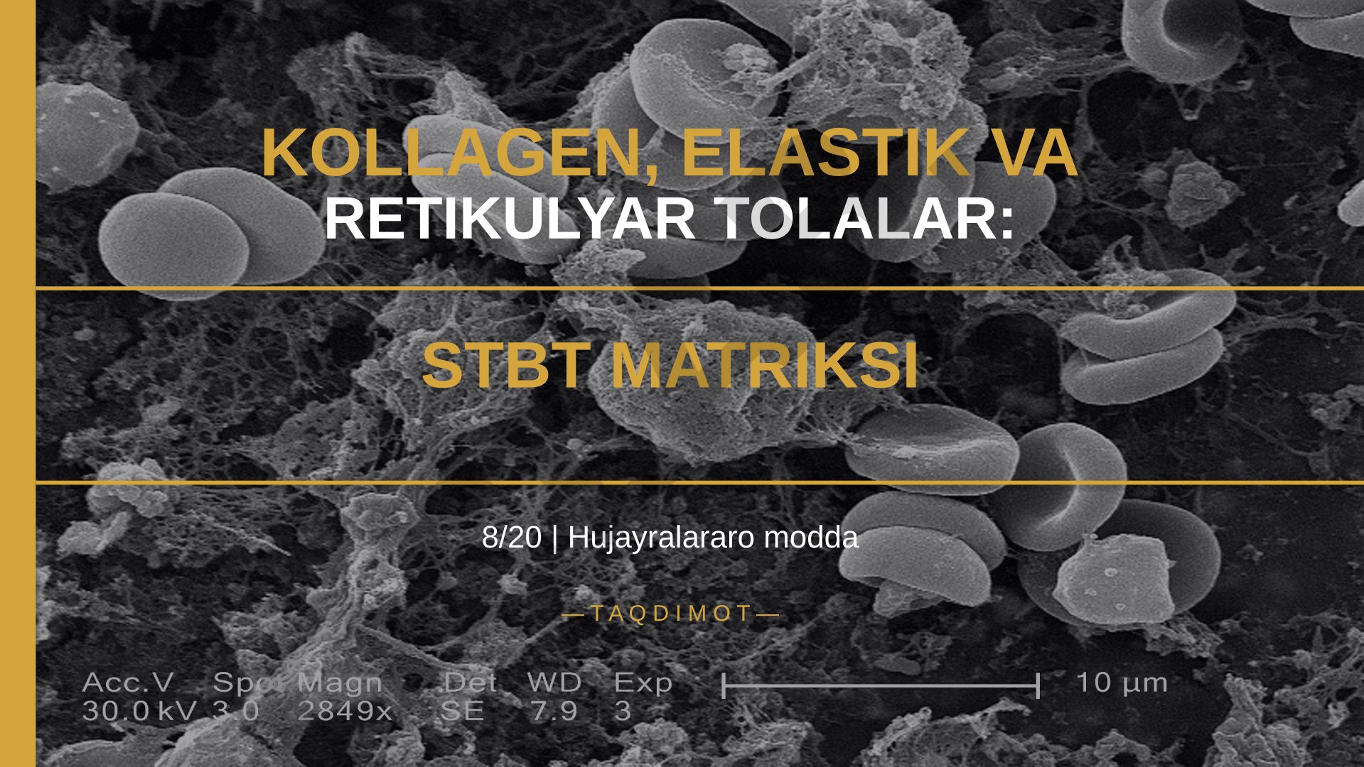 Kollagen, elastik va retikulyar tolalar: STBT matriksi