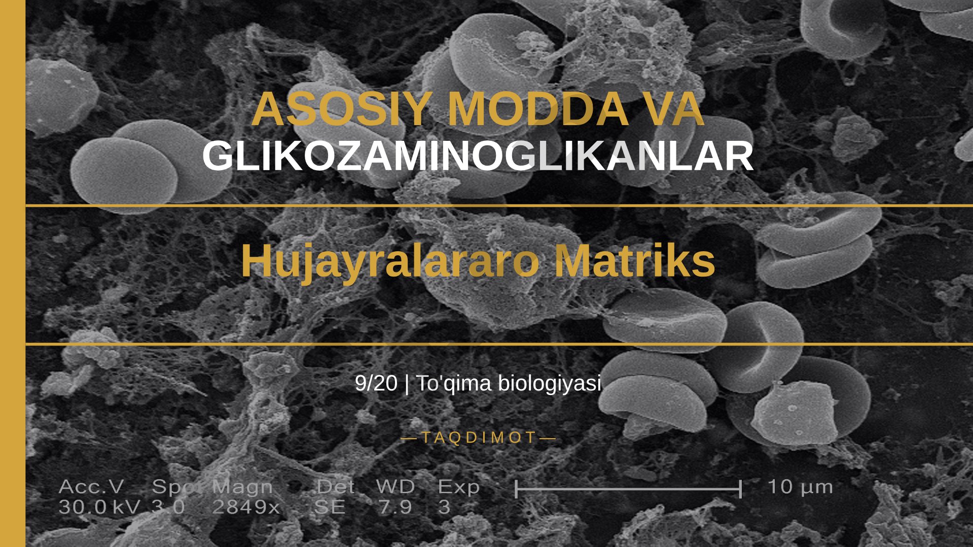 Asosiy modda va glikozaminoglikanlar