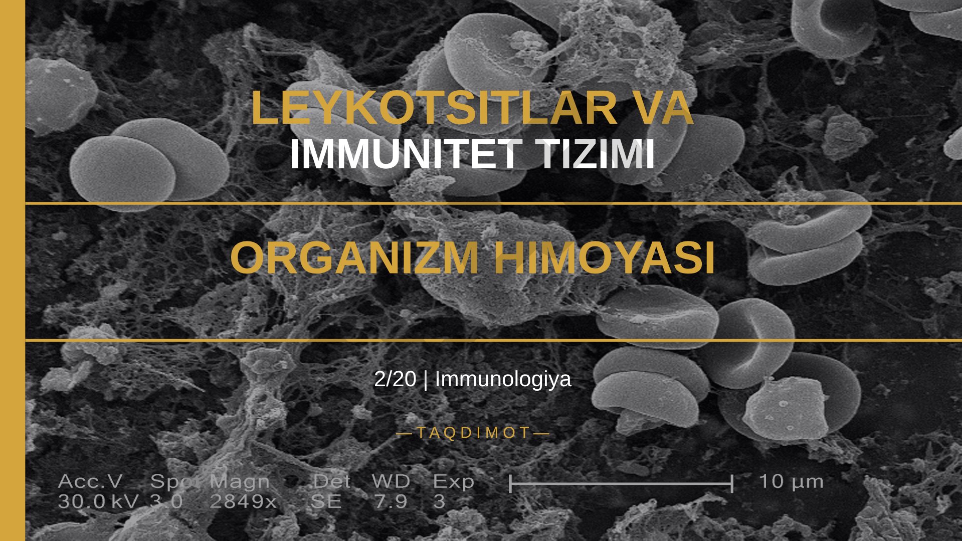 Leykotsitlar va immunitet tizimi organizm himoyasi