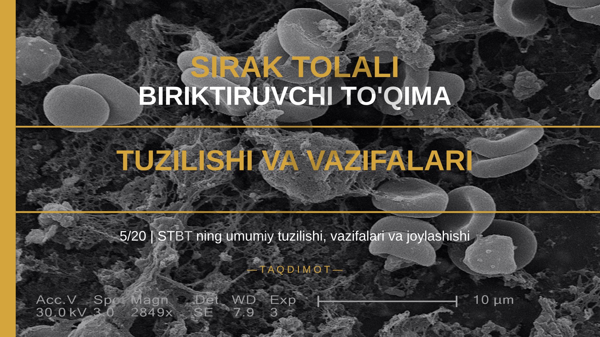 Sirak tolali biriktiruvchi to'qima tuzilishi va vazifalari