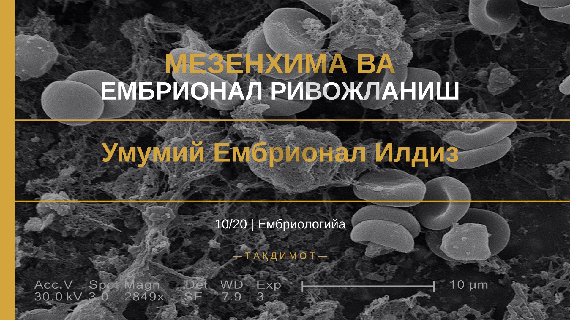 Мезенхима ва эмбрионал ривожланиш
