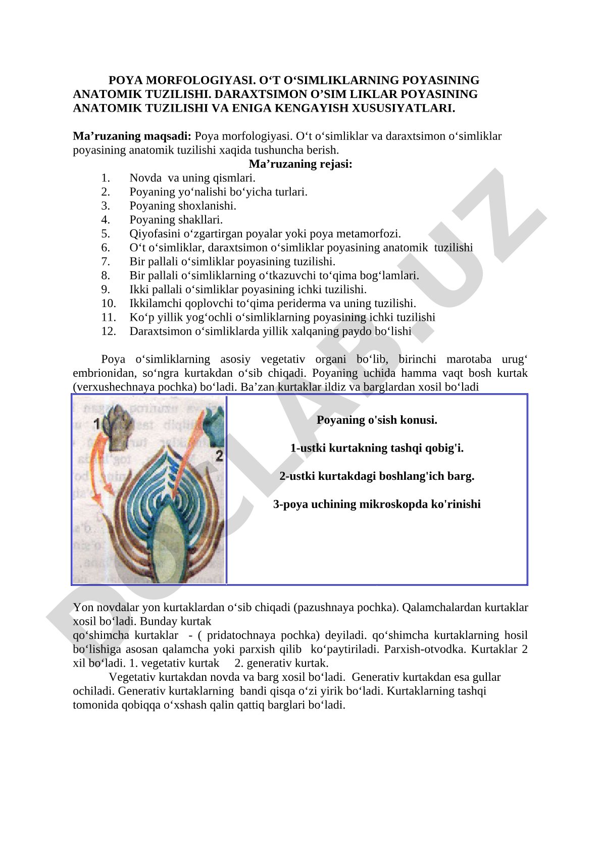 Poya morfologiyasi va anatomik tuzilishi