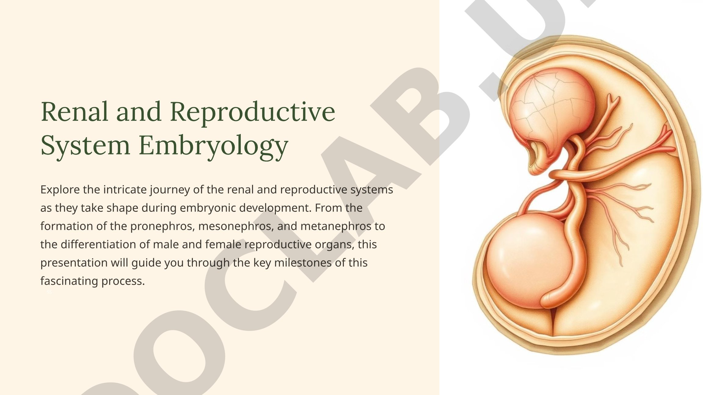Renal and Reproductive System Embryology