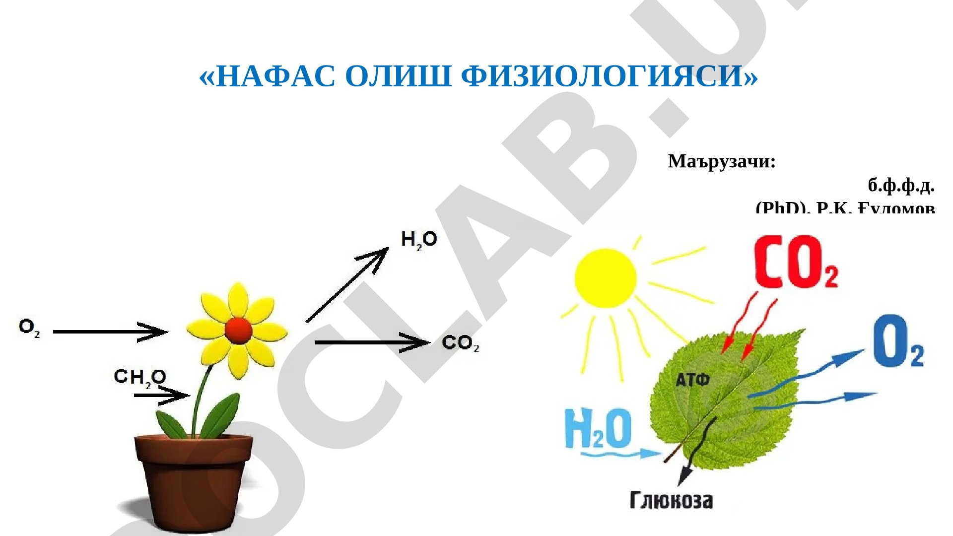 НАФАС ОЛИШ ФИЗИОЛОГИЯСИ