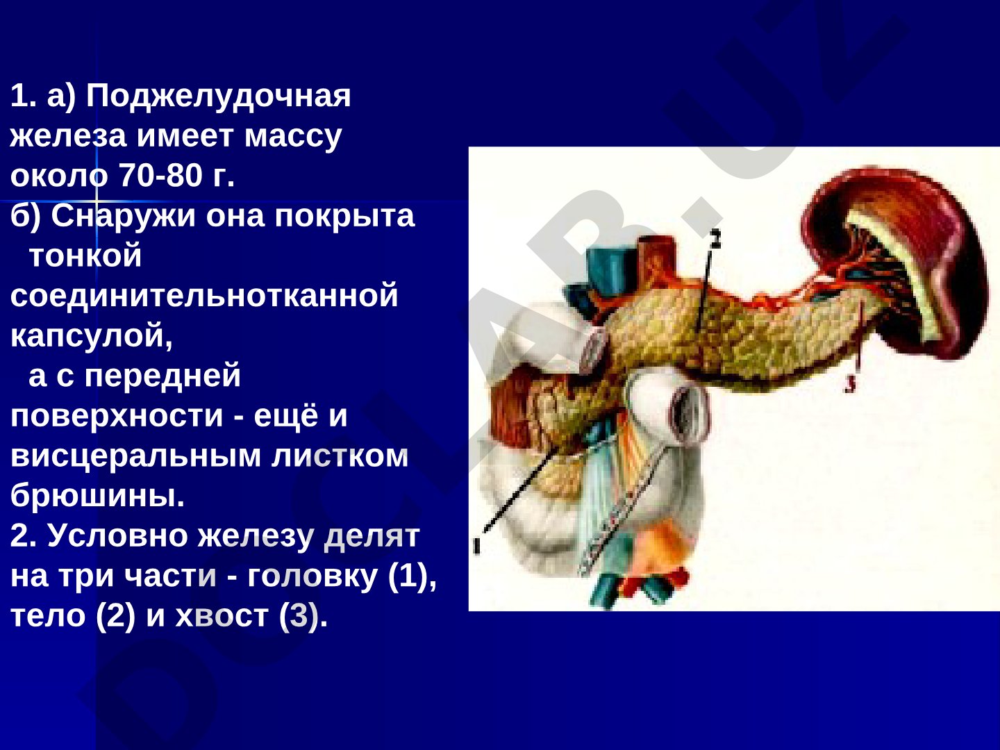 Поджелудочная железа: строение и патология