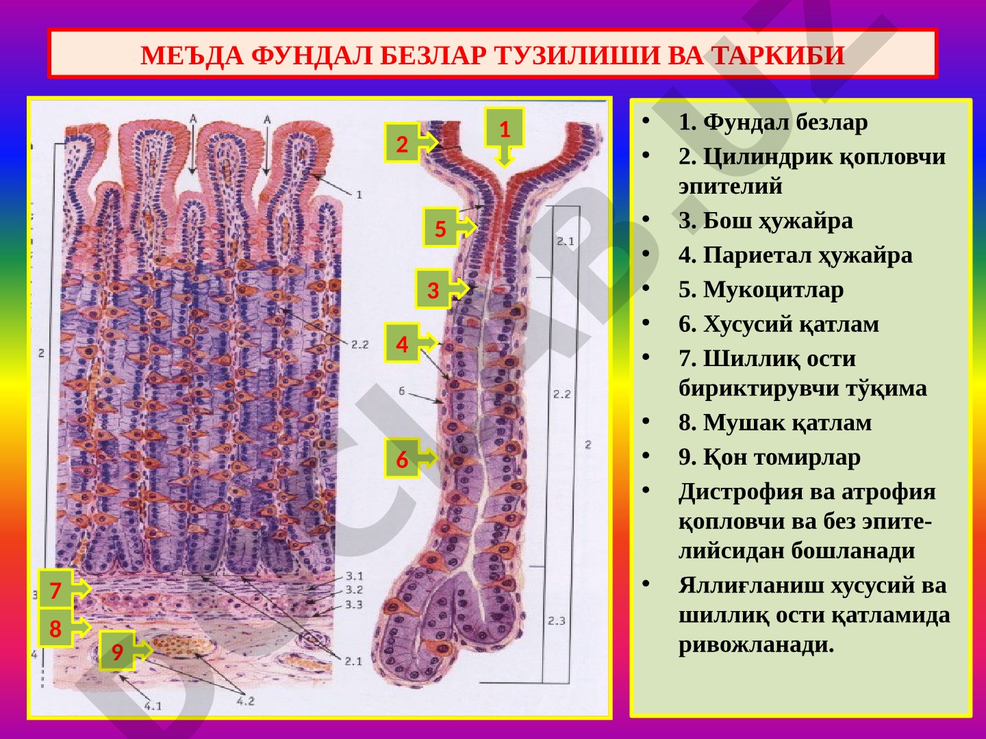 Меъда фундал безлар тузилиши ва таркиби