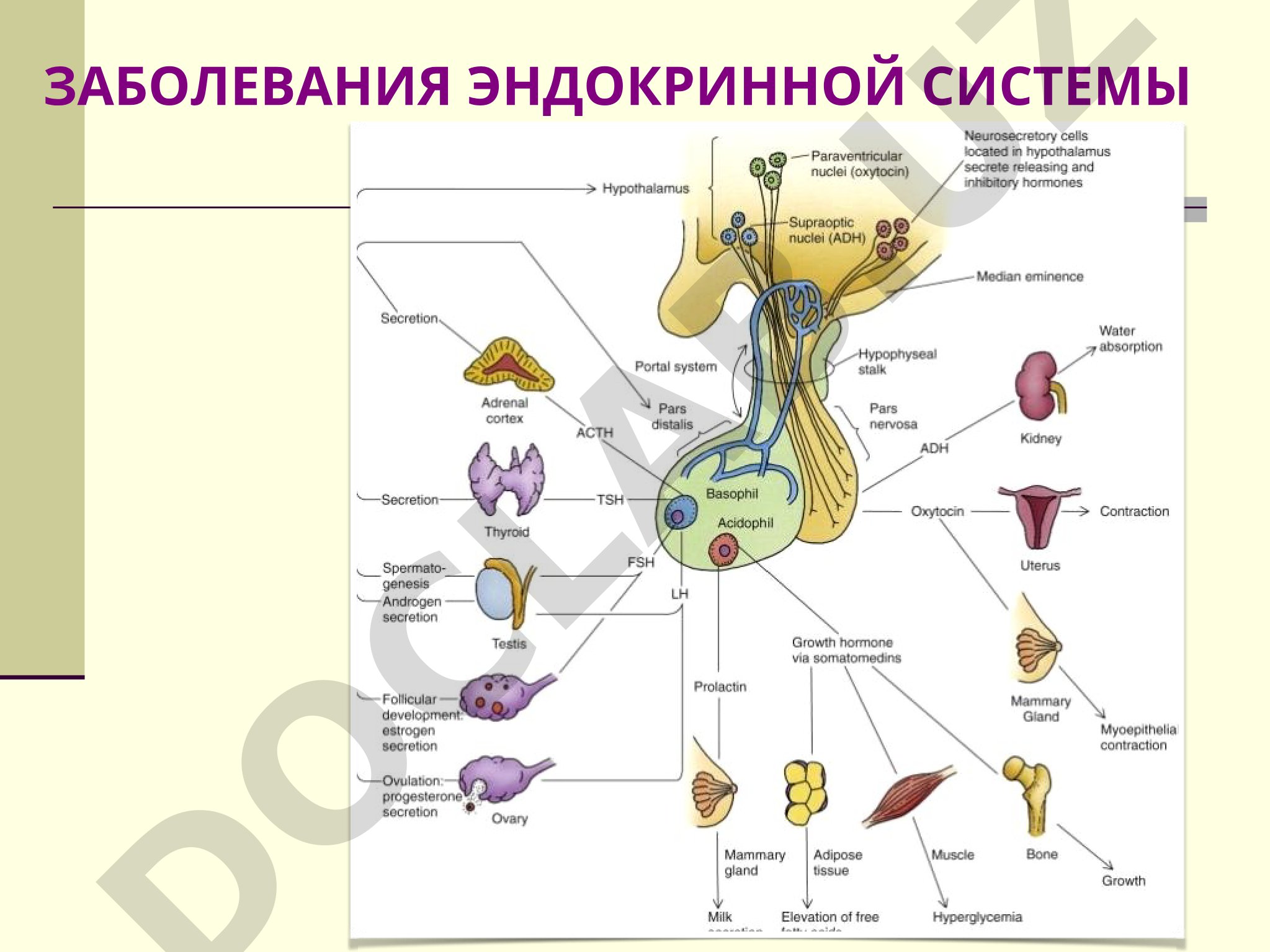 Эндокринная патология: контрольные вопросы и препараты