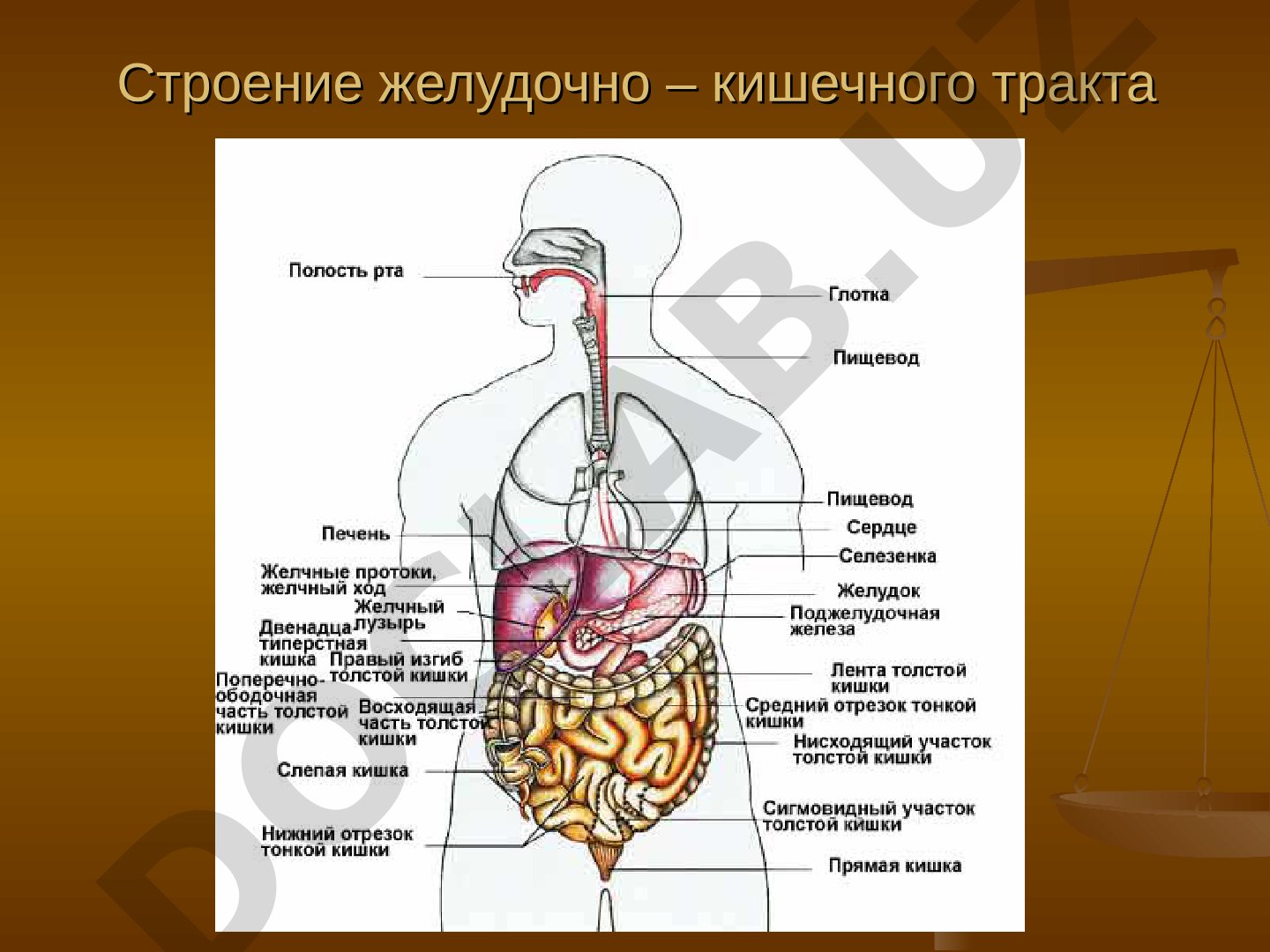 Строение желудочно-кишечного тракта и хронический гастрит
