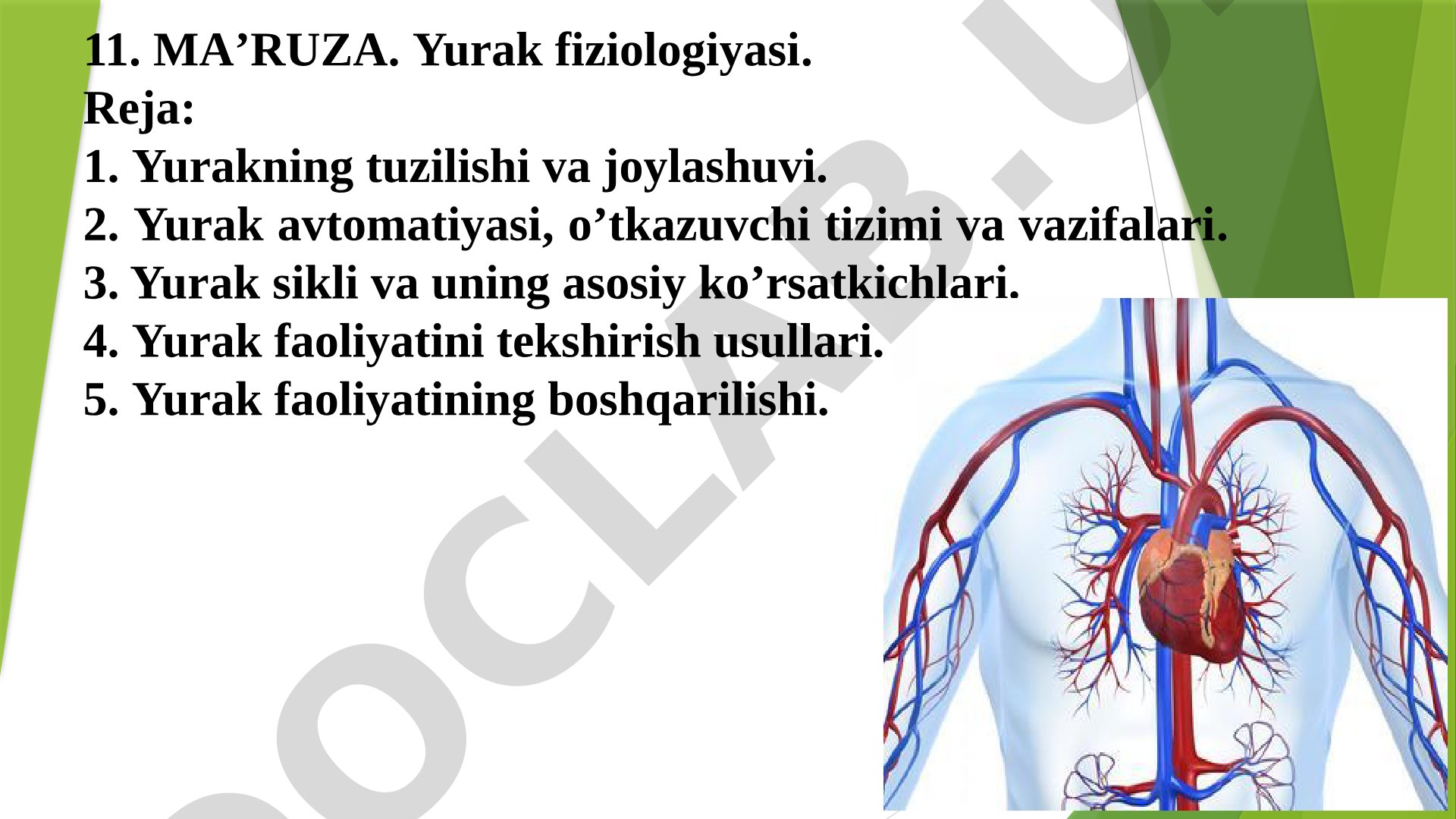 Yurak fiziologiyasi