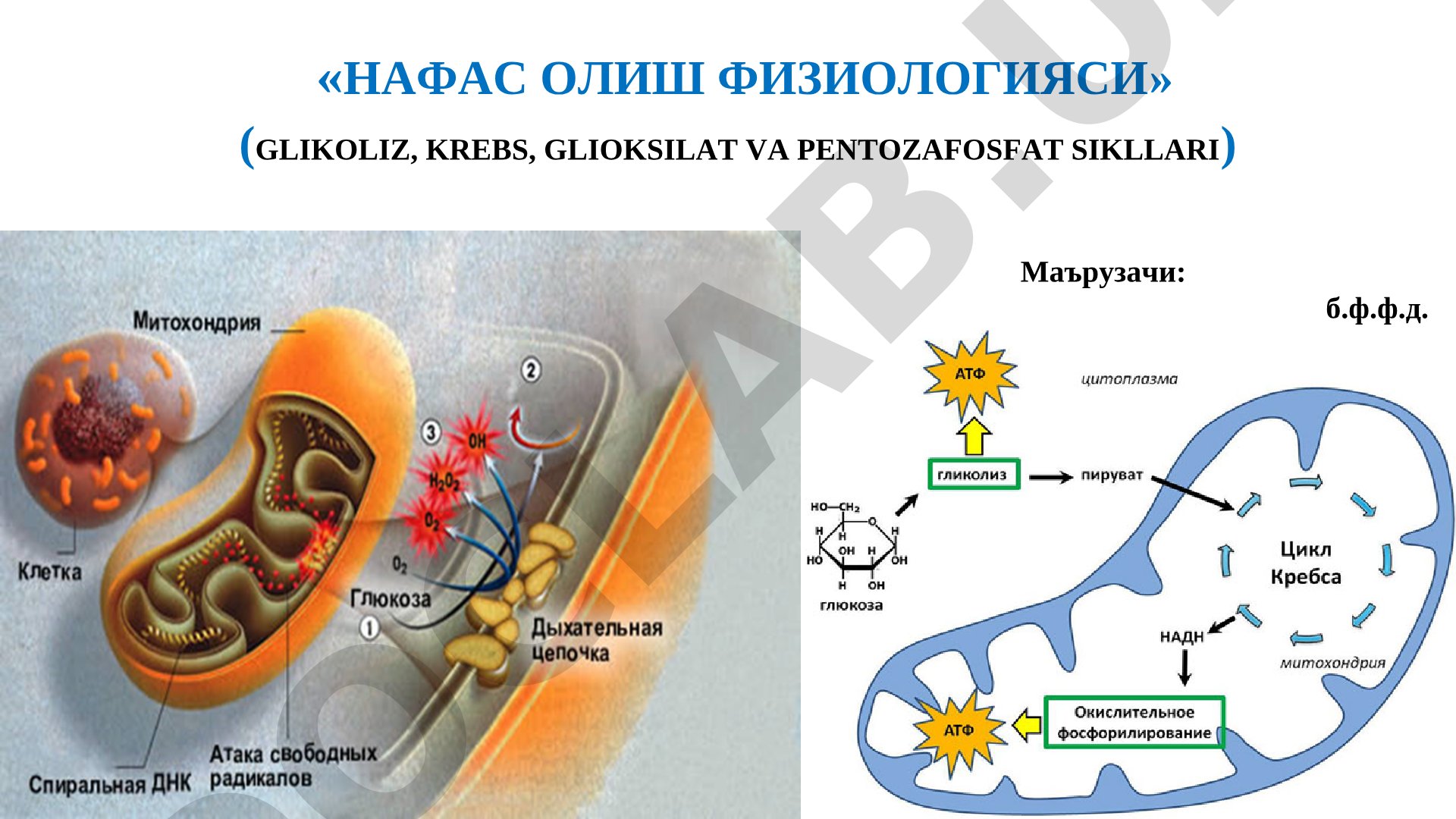 НАФАС ОЛИШ ФИЗИОЛОГИЯСИ (GLIKOLIZ, KREBS, GLIOKSILAT VA PENTOZAFOSFAT SIKLLARI)