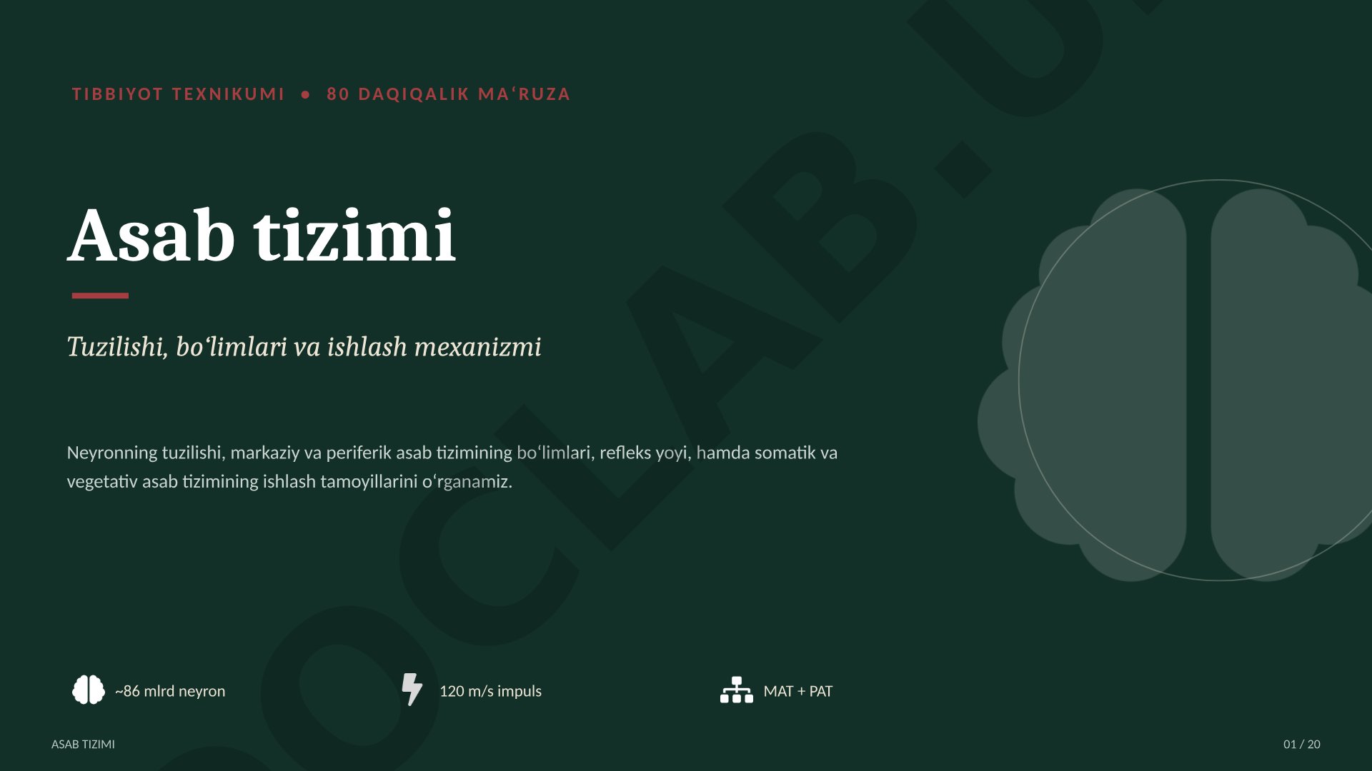 Asab_tizimi
