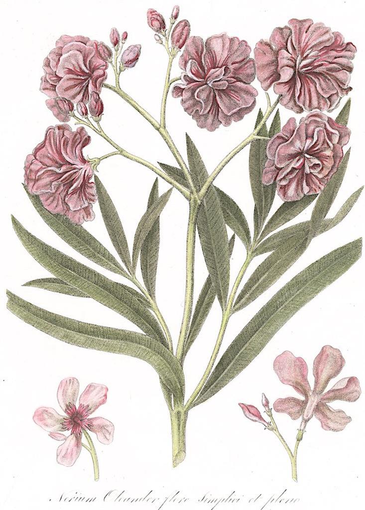 Oleander, Serantoni, kolor mědiryt, (1810)