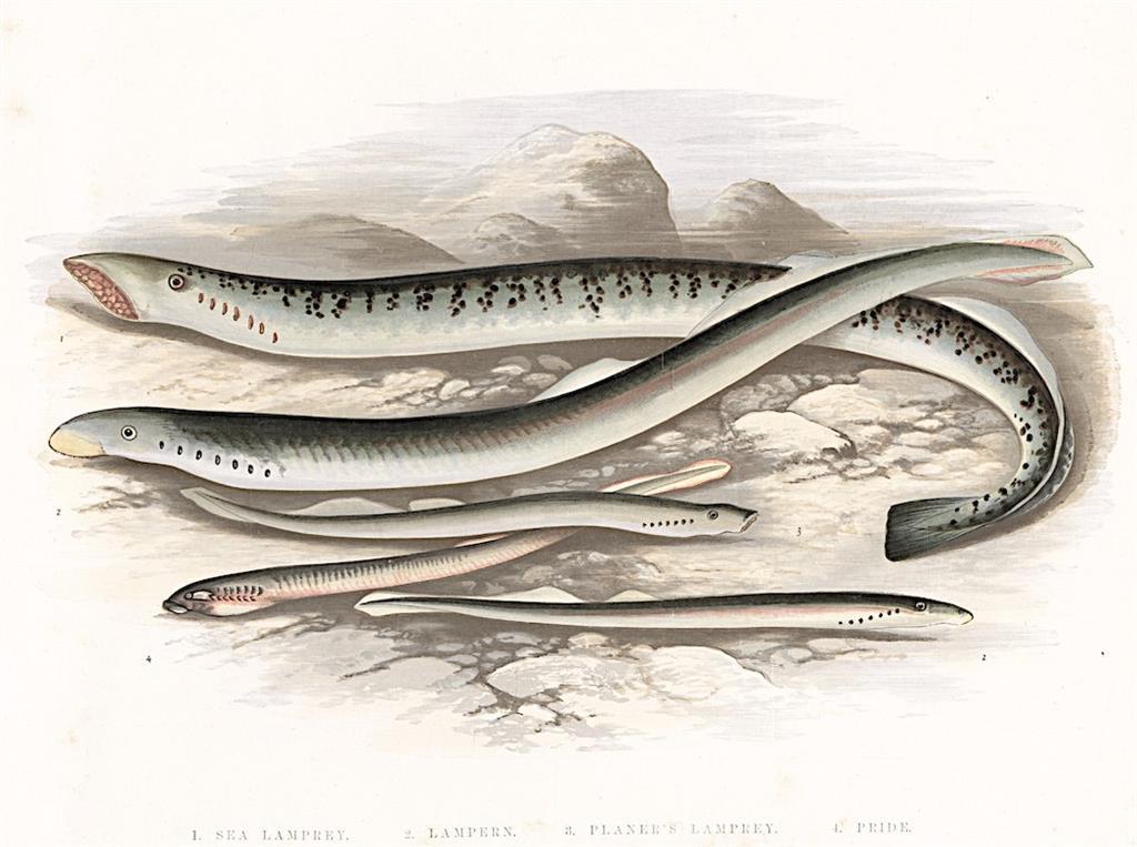 Mihule, chromolitografie, 1879