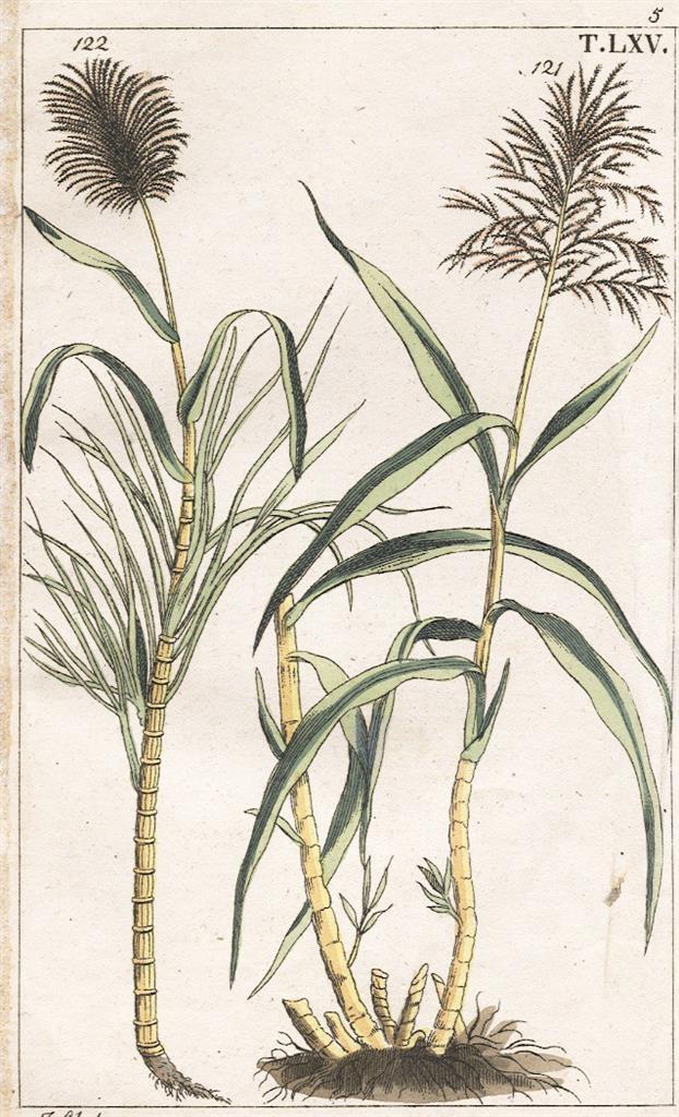Cukrová třtina, Wilhelm, kolor. mědiryt, 1816