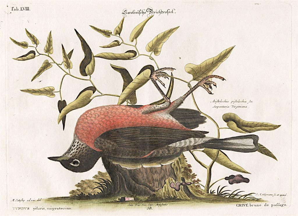 Drozd stěhovavý , Seligmann, kolor. mědiryt, 1760