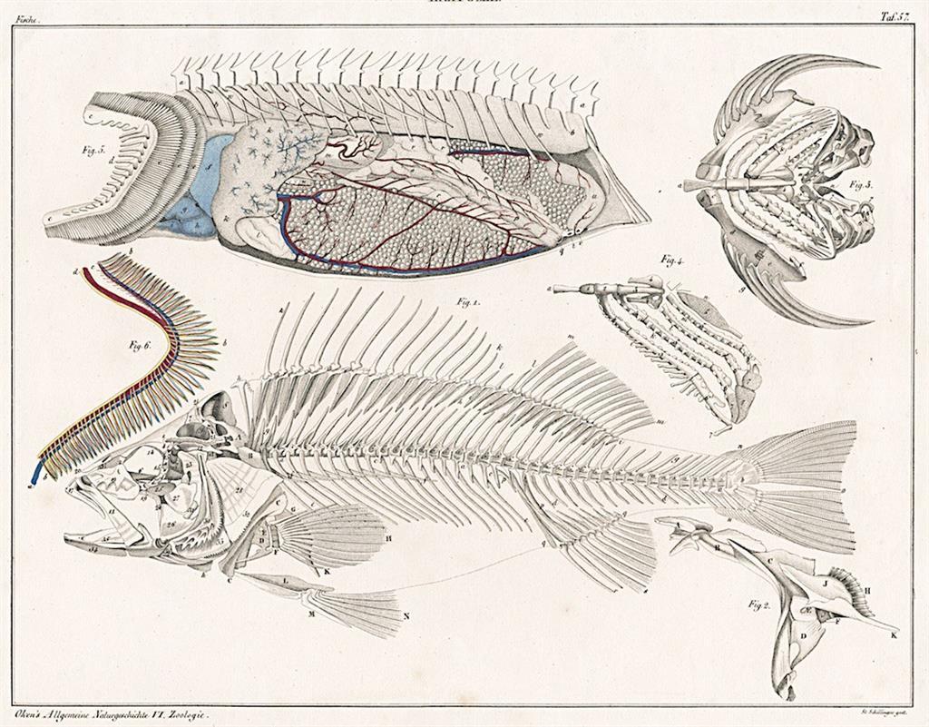 Ryby anatomie , Oken, litografie, 1841