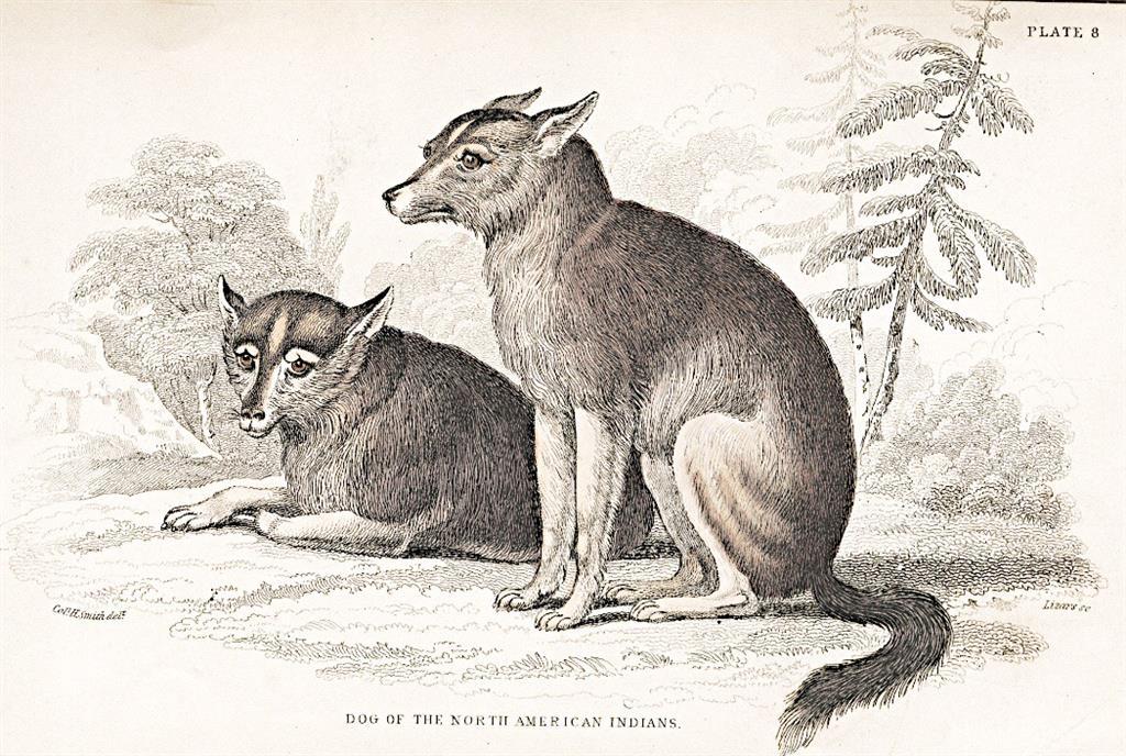 Pes amerických indiánů, kolor. dřevoryt , 1843