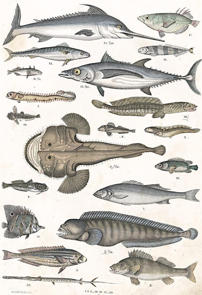 Mečoun Tuňák Ďas, Bromme, litografie, 1861