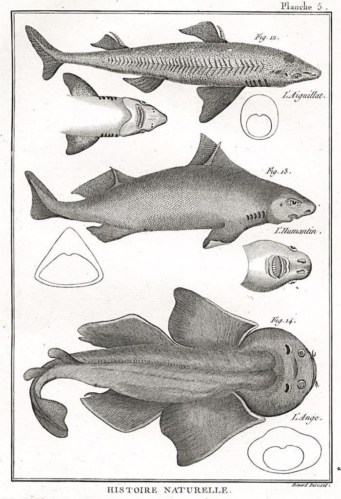 Polorejniok, Diderot, mědiryt , 1788