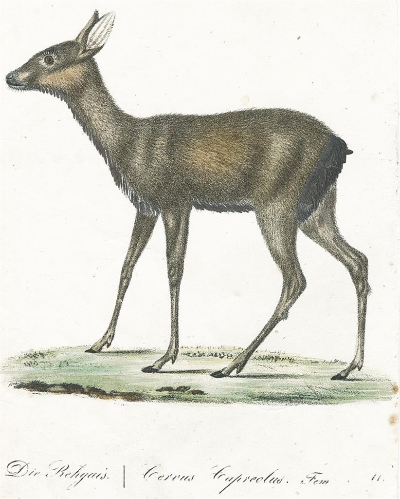 Srna, Hahn, kolor. litografie, 1832