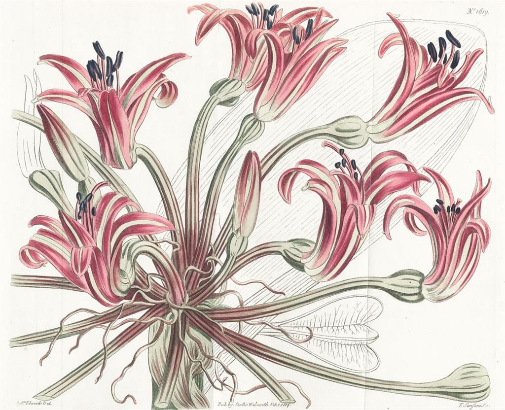 Brunsvigia orientalis, Curtis, mědiryt, 1814