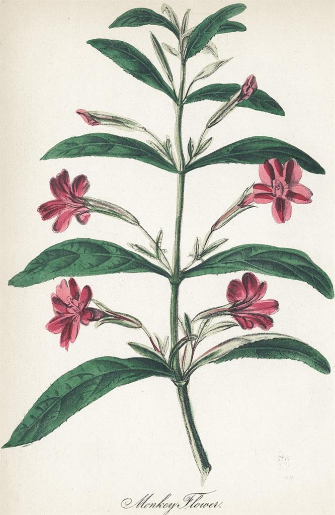 Kejklířka - Mimulus, litografie, 1855