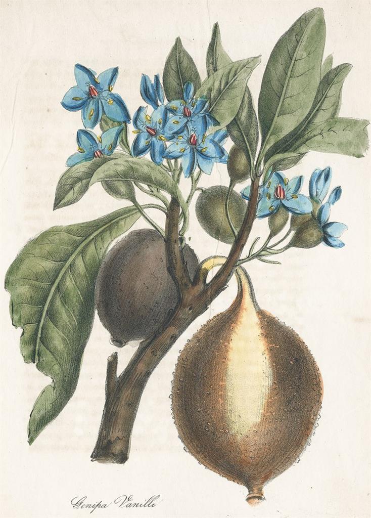 Genipa americana, litografie, 1855